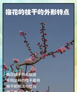 梅花树的特点和特征