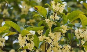 小众送妈妈的花有哪些花