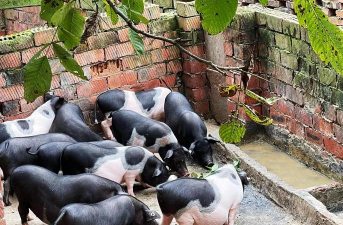 小众送妈妈的花有哪些花