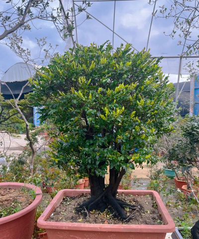 小众送妈妈的花有哪些花