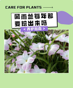 小众送妈妈的花有哪些花