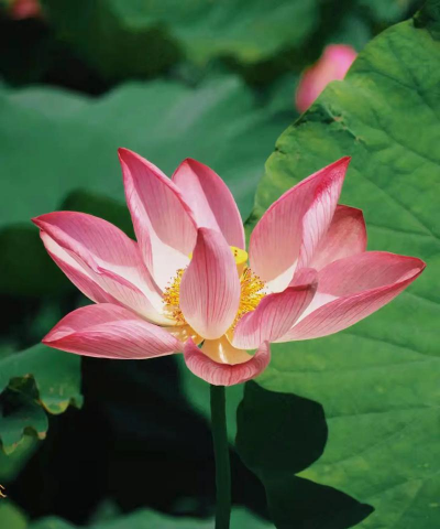 小众送妈妈的花有哪些花