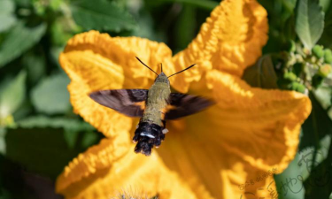 小众送妈妈的花有哪些花