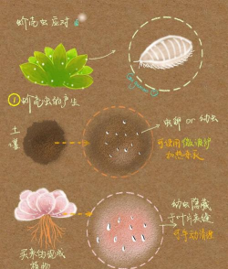 小众送妈妈的花有哪些花