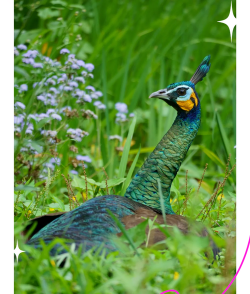 小众送妈妈的花有哪些花