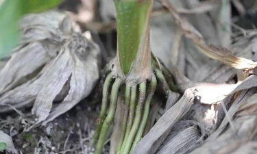 小众送妈妈的花有哪些花