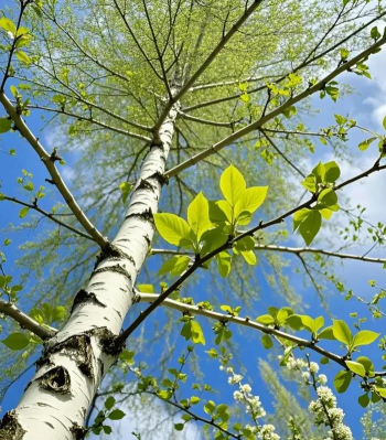小众送妈妈的花有哪些花
