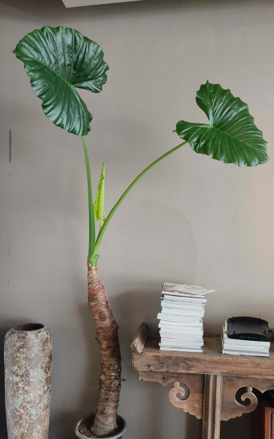 小众送妈妈的花有哪些花