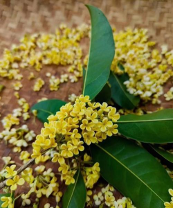 小众送妈妈的花有哪些花