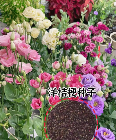 小众送妈妈的花有哪些花
