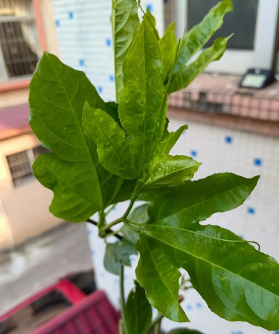 小众送妈妈的花有哪些花