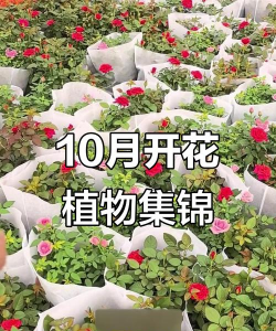 小众送妈妈的花有哪些花