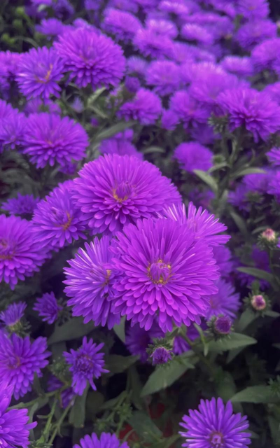 小众送妈妈的花有哪些花