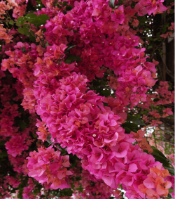 小众送妈妈的花有哪些花