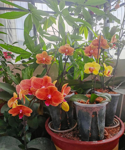 小众送妈妈的花有哪些花