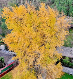 十月份能栽什么树