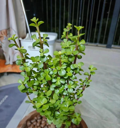 小众送妈妈的花有哪些花