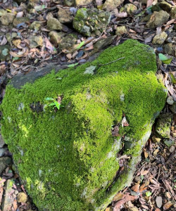 小众送妈妈的花有哪些花