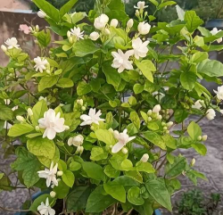 小众送妈妈的花有哪些花