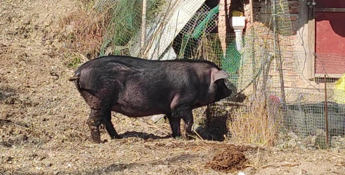 一头老母猪多少钱 一头老母猪多少钱