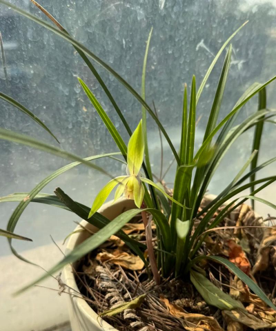 小众送妈妈的花有哪些花