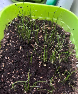 小众送妈妈的花有哪些花