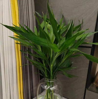 小众送妈妈的花有哪些花