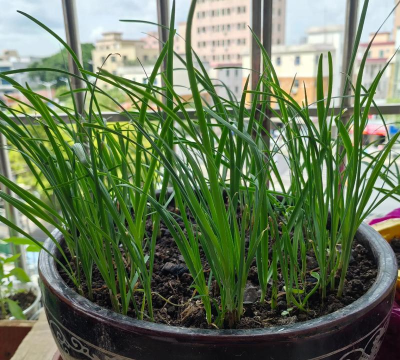 小众送妈妈的花有哪些花