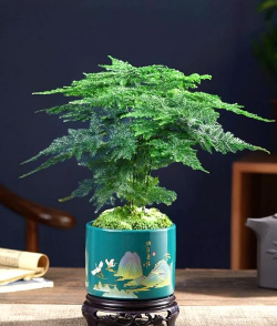 小众送妈妈的花有哪些花