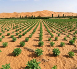 油沙地适合种植什么