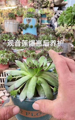 小众送妈妈的花有哪些花