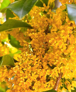 小众送妈妈的花有哪些花