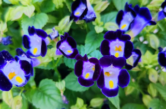 小众送妈妈的花有哪些花