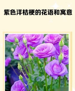 小众送妈妈的花有哪些花