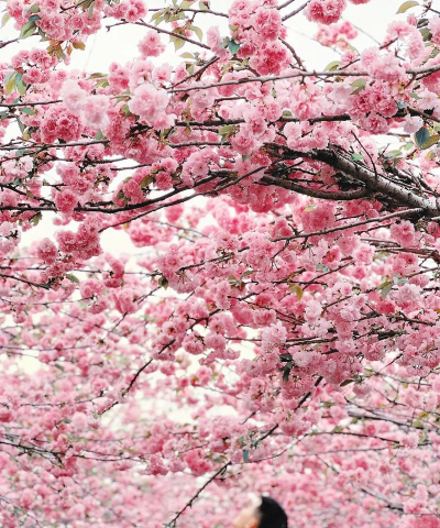 10月的樱花开是什么樱花