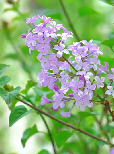 小众送妈妈的花有哪些花