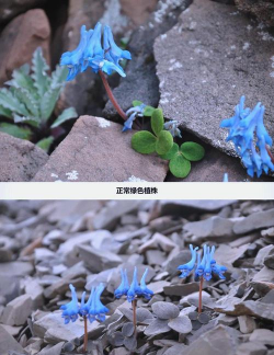 小众送妈妈的花有哪些花