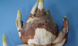 小众送妈妈的花有哪些花