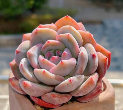 小众送妈妈的花有哪些花