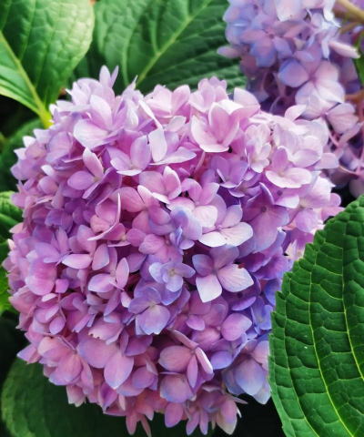 小众送妈妈的花有哪些花