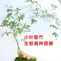 小叶簕竹盆景怎么养