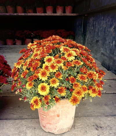 小众送妈妈的花有哪些花