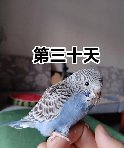 虎皮鹦鹉几度会冻死