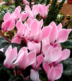 小众送妈妈的花有哪些花