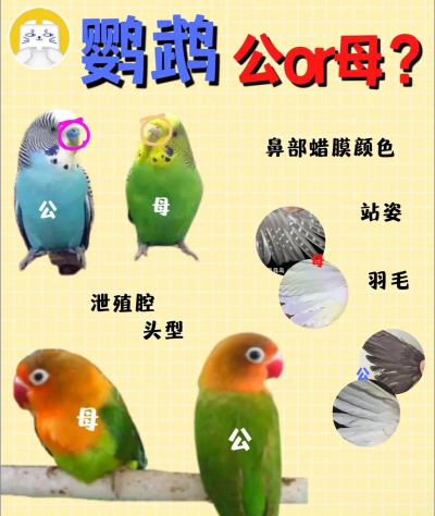 如何判断鹦鹉公母
