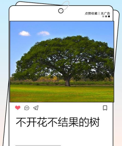 小众送妈妈的花有哪些花