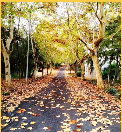 法国梧桐树的落叶像什么