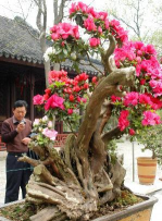 烈香杜鹃下山桩怎么养