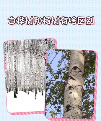 桦树像什么