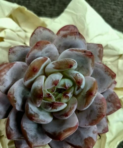 小众送妈妈的花有哪些花